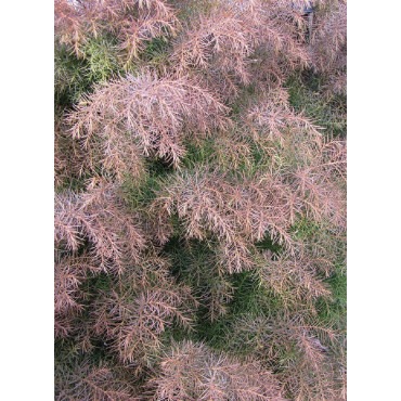 CRYPTOMERIA japonica ELEGANS (Cryptomère élégant, cèdre du Japon, Sugi)