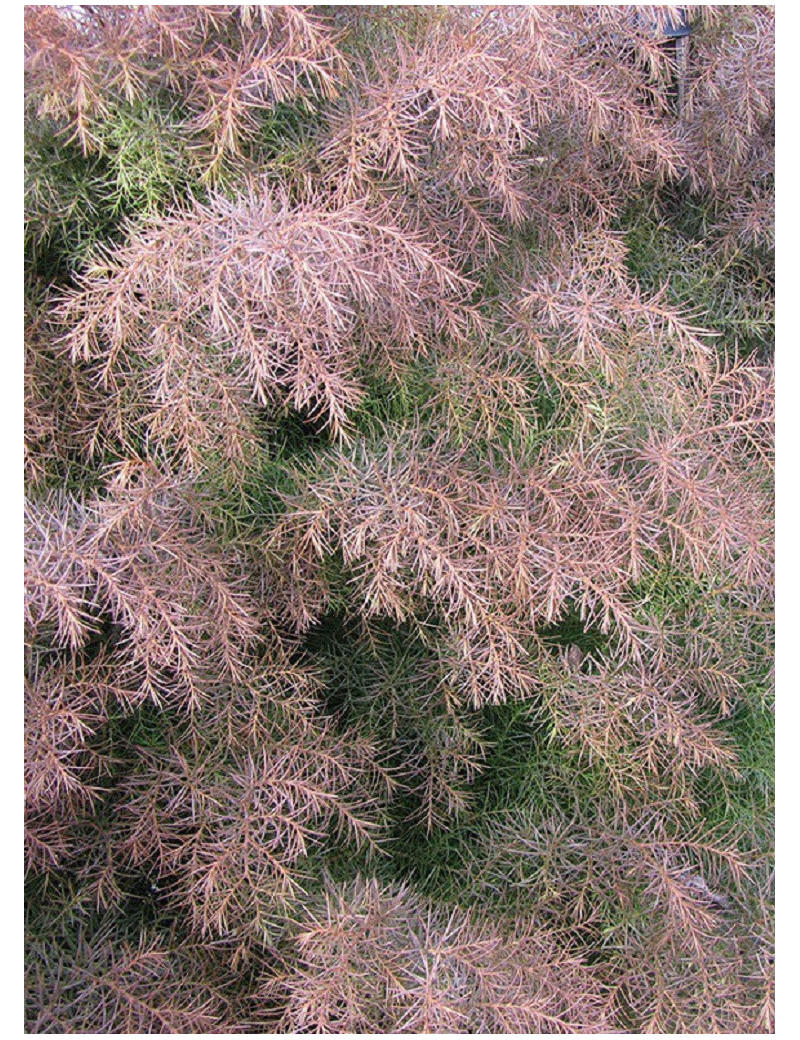 CRYPTOMERIA japonica ELEGANS (Cryptomère élégant, cèdre du Japon, Sugi)