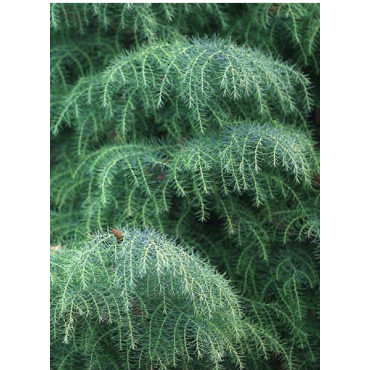 CRYPTOMERIA japonica ELEGANS (Cryptomère élégant, cèdre du Japon, Sugi)