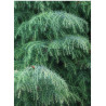 CRYPTOMERIA japonica ELEGANS (Cryptomère élégant, cèdre du Japon, Sugi)