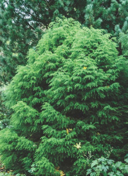 CRYPTOMERIA japonica ELEGANS