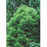 CRYPTOMERIA japonica ELEGANS (Cryptomère élégant, cèdre du Japon, Sugi)