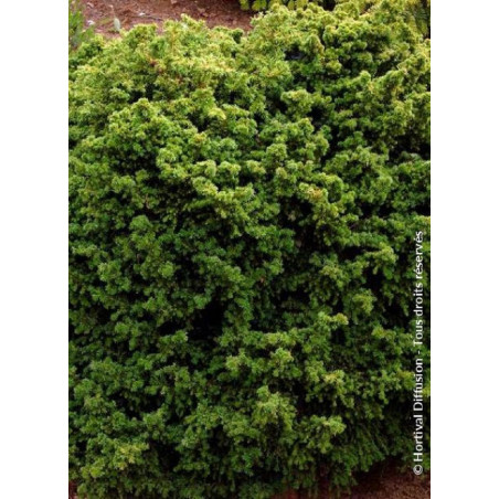 CRYPTOMERIA japonica VILMORINIANA (Cryptomère de Vilmorin, cèdre du Japon, Sugi)