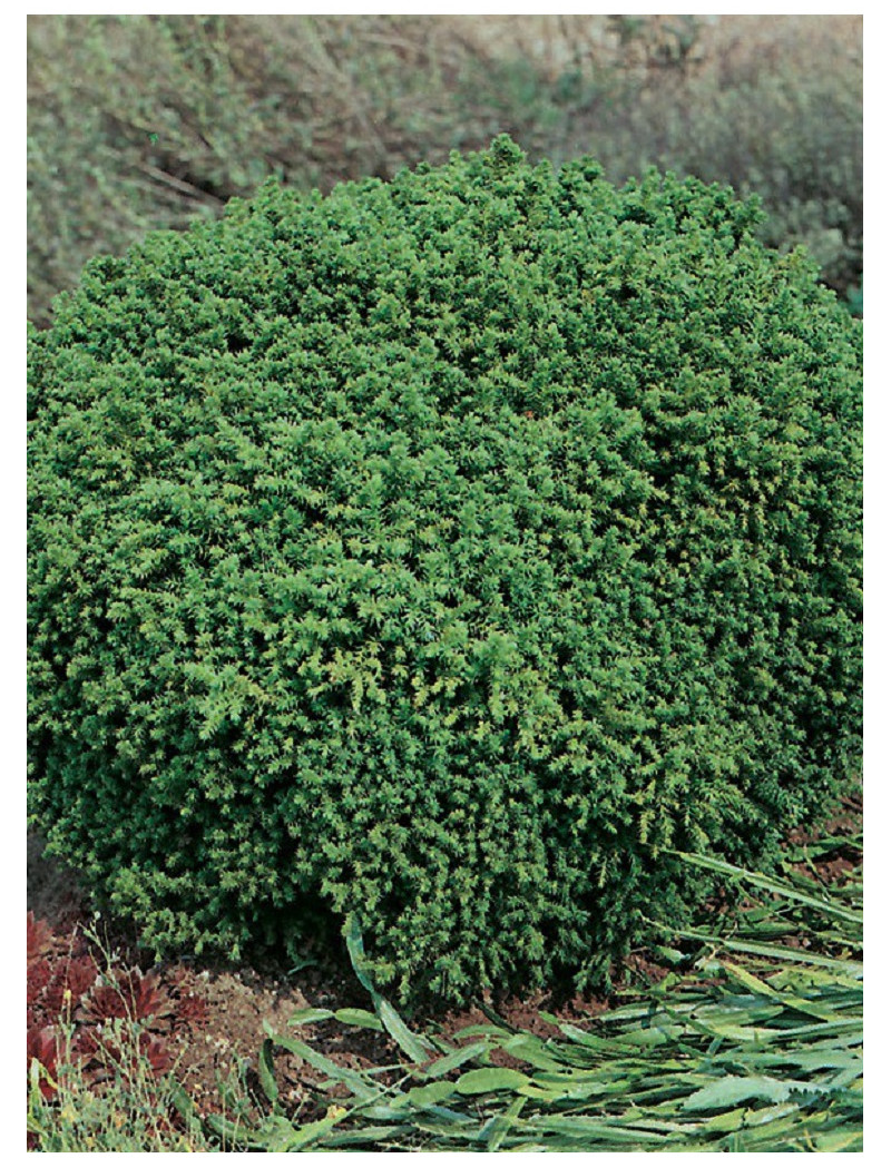 CRYPTOMERIA japonica VILMORINIANA (Cryptomère de Vilmorin, cèdre du Japon, Sugi)