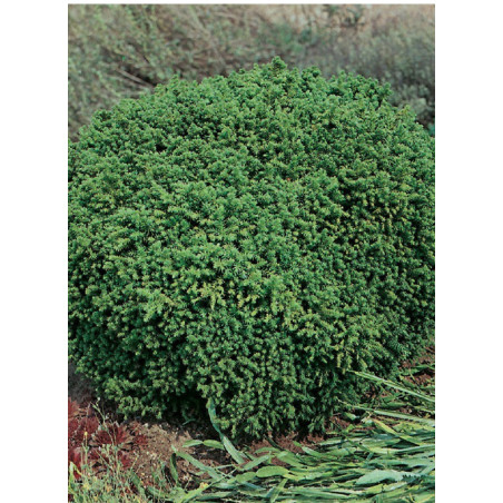 CRYPTOMERIA japonica VILMORINIANA (Cryptomère de Vilmorin, cèdre du Japon, Sugi)