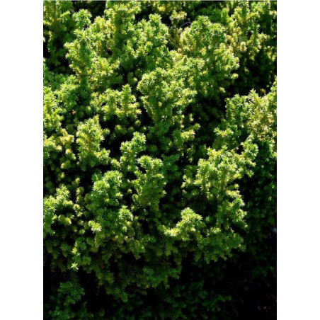 CRYPTOMERIA japonica VILMORINIANA (Cryptomère de Vilmorin, cèdre du Japon, Sugi)