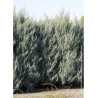 CUPRESSUS arizonica FASTIGIATA (Cyprès de l'Arizona fastigié)