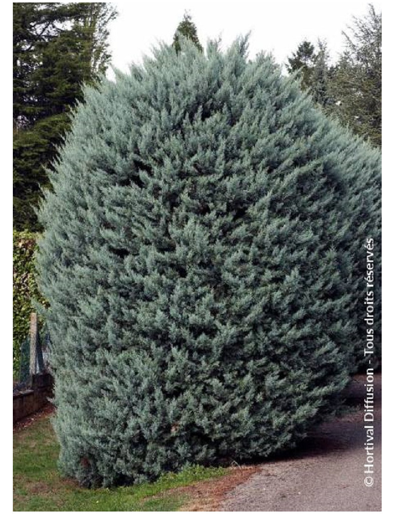 CUPRESSUS arizonica FASTIGIATA (Cyprès de l'Arizona fastigié)