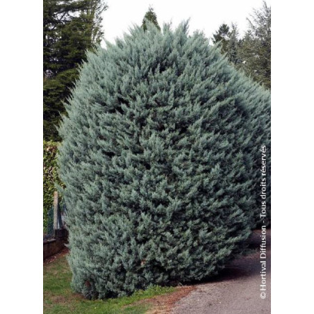 CUPRESSUS arizonica FASTIGIATA (Cyprès de l'Arizona fastigié)