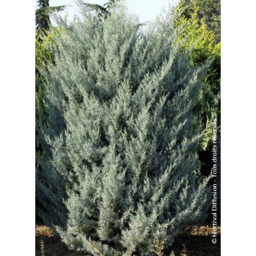 CUPRESSUS arizonica FASTIGIATA (Cyprès de l'Arizona fastigié)