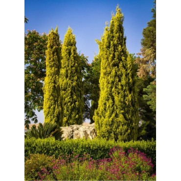 CUPRESSUS sempervirens SWANE'S GOLDEN (Cyprès d'Italie doré)