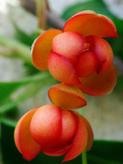 SCHISANDRA rubriflora