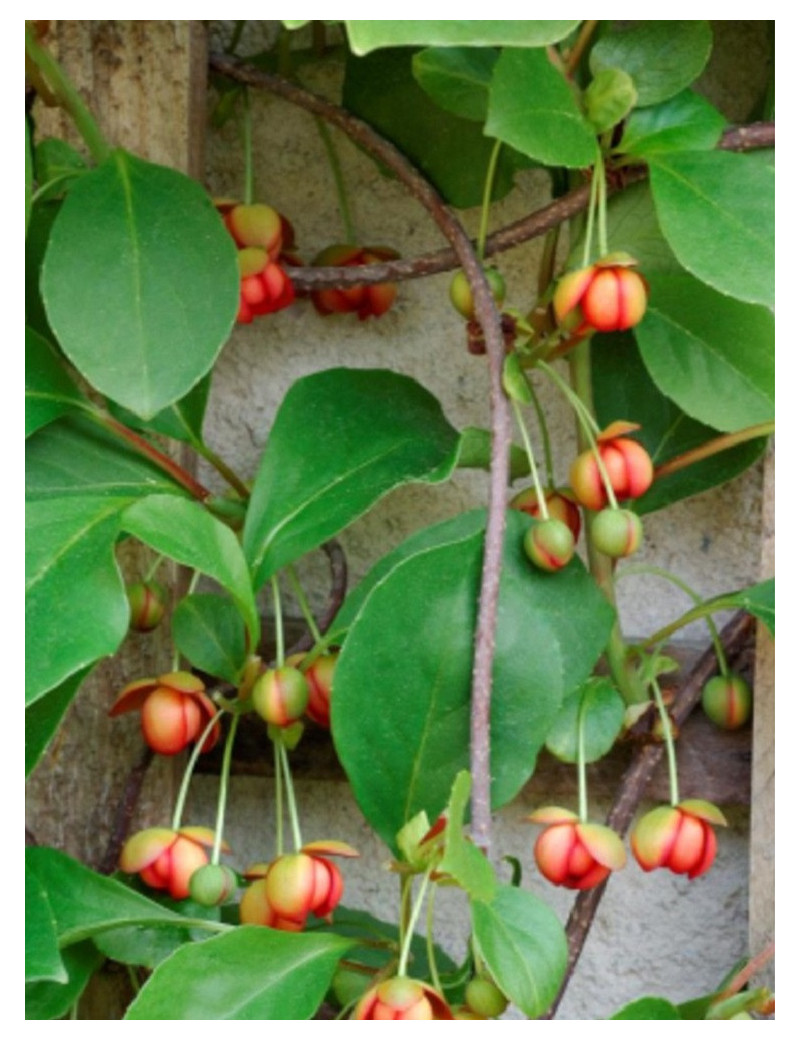 SCHISANDRA rubriflora (Schisandra à fleurs rouges)