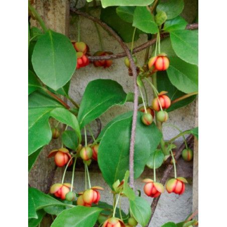 SCHISANDRA rubriflora (Schisandra à fleurs rouges)