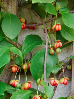 SCHISANDRA rubriflora