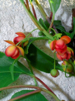 SCHISANDRA rubriflora