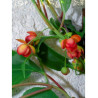 SCHISANDRA rubriflora (Schisandra à fleurs rouges)