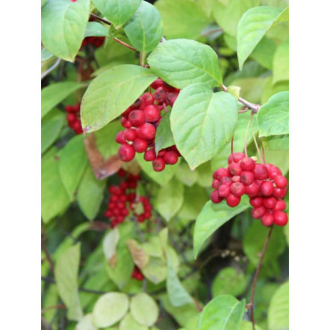 SCHISANDRA rubriflora (Schisandra à fleurs rouges)