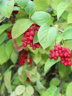 SCHISANDRA rubriflora