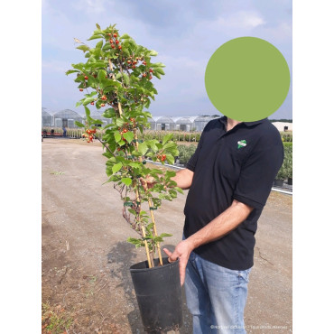 SCHISANDRA rubriflora (Schisandra à fleurs rouges) En pot de 4-5 litres