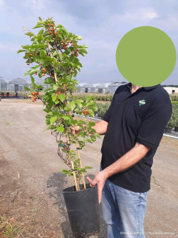 SCHISANDRA rubriflora En pot de 4-5 litres