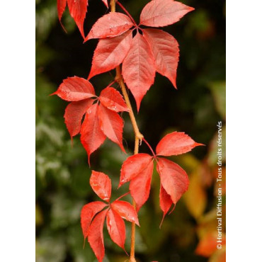 PARTHENOCISSUS quinquefolia ENGELMANNII (Vigne vierge)