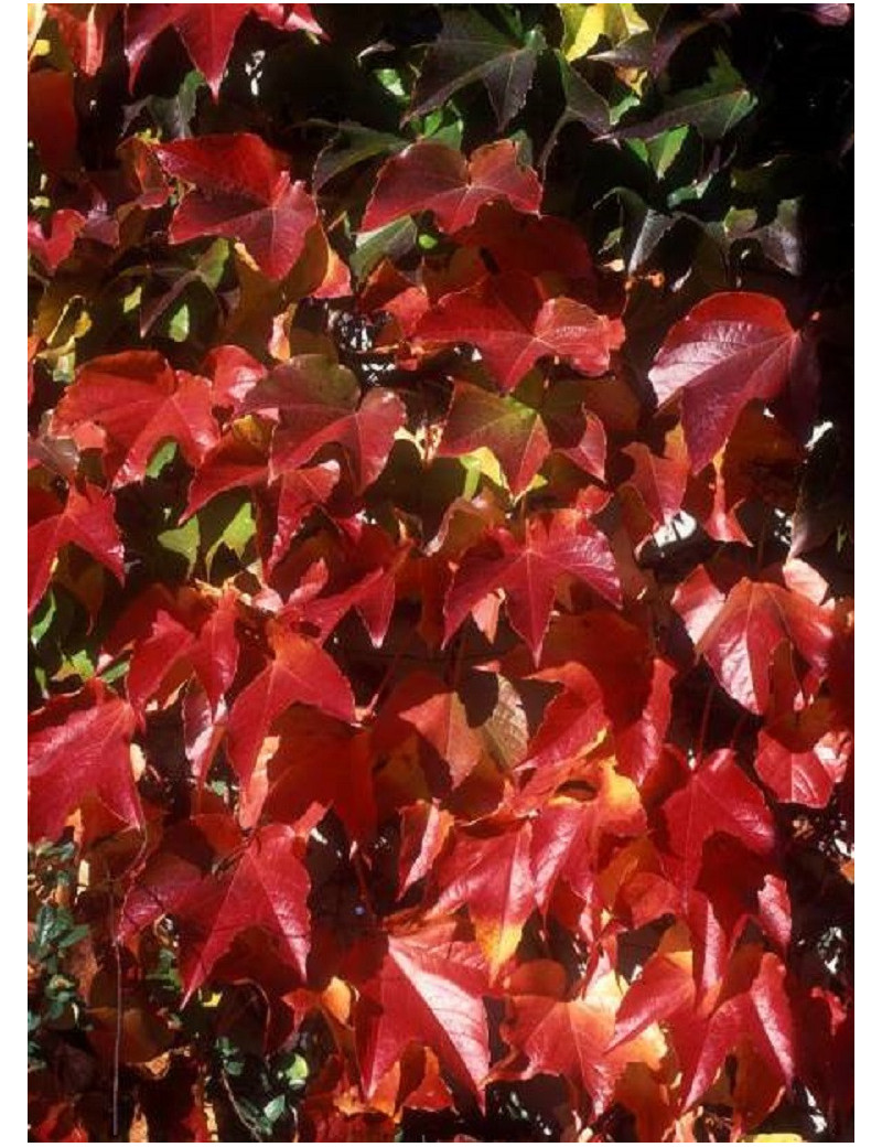 PARTHENOCISSUS tricuspidata ROBUSTA (Vigne vierge)