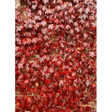 PARTHENOCISSUS tricuspidata ROBUSTA