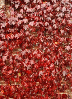 PARTHENOCISSUS tricuspidata ROBUSTA