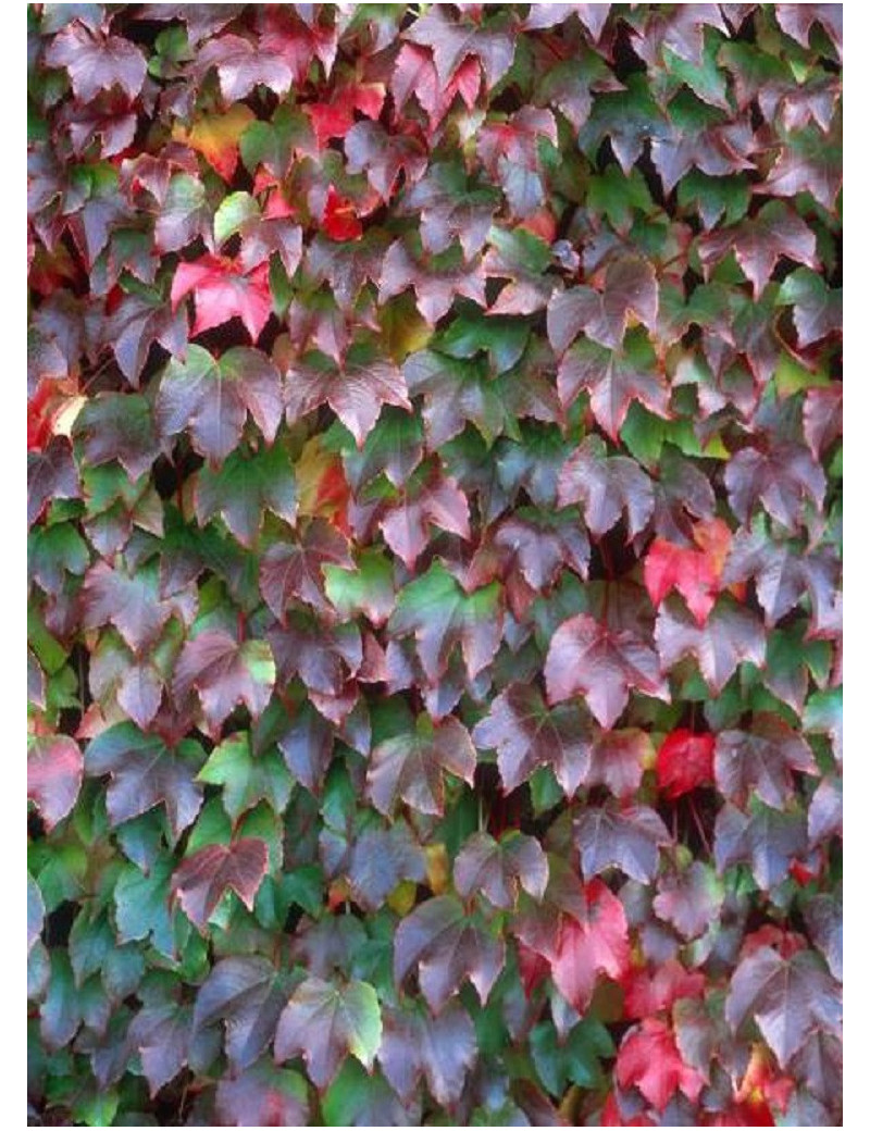 PARTHENOCISSUS tricuspidata VEITCHII (Vigne vierge)