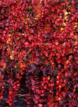 PARTHENOCISSUS tricuspidata VEITCHII