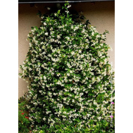 TRACHELOSPERMUM jasminoides ,syn. Rhyncospermum (Jasmin étoilé)