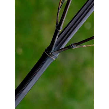 PHYLLOSTACHYS NIGRA (Bambou noir)