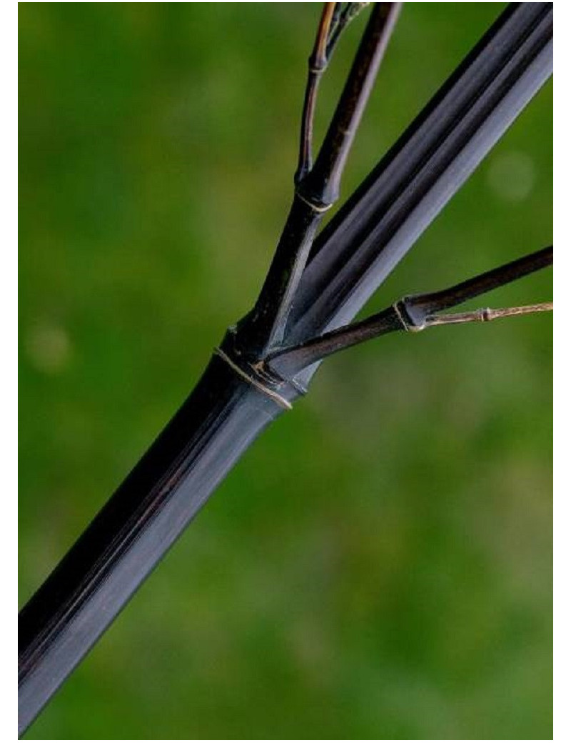 PHYLLOSTACHYS NIGRA (Bambou noir)