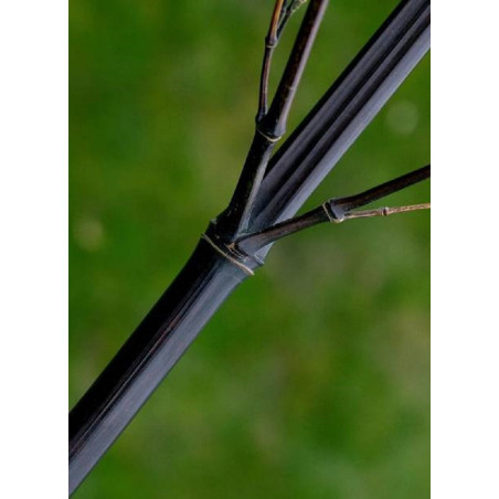 PHYLLOSTACHYS NIGRA (Bambou noir)