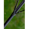 PHYLLOSTACHYS NIGRA (Bambou noir)