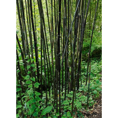 PHYLLOSTACHYS NIGRA (Bambou noir)