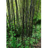 PHYLLOSTACHYS NIGRA (Bambou noir)