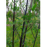 PHYLLOSTACHYS NIGRA (Bambou noir)