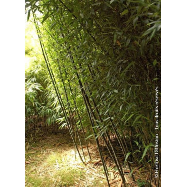 PHYLLOSTACHYS BISSETII (Bambou vert)