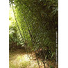 PHYLLOSTACHYS BISSETII (Bambou vert)