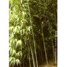 PHYLLOSTACHYS BISSETII (Bambou vert)