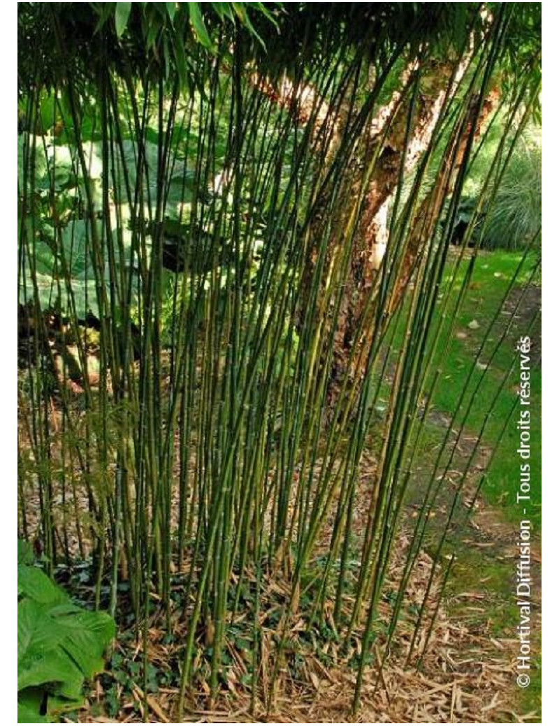 PHYLLOSTACHYS BISSETII (Bambou vert)