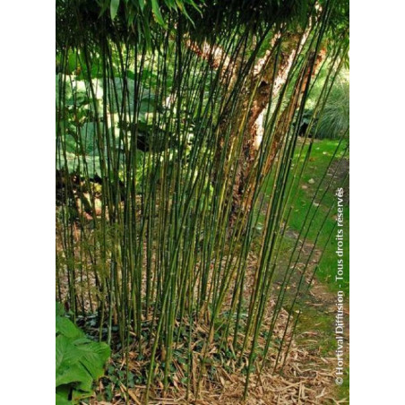 PHYLLOSTACHYS BISSETII (Bambou vert)