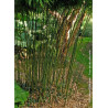 PHYLLOSTACHYS BISSETII (Bambou vert)