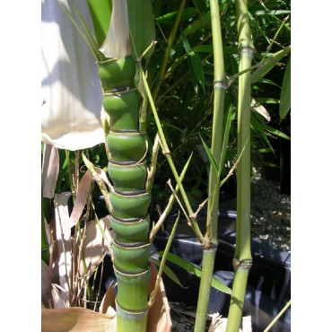 PHYLLOSTACHYS AUREA (Bambou doré)