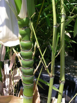 PHYLLOSTACHYS AUREA