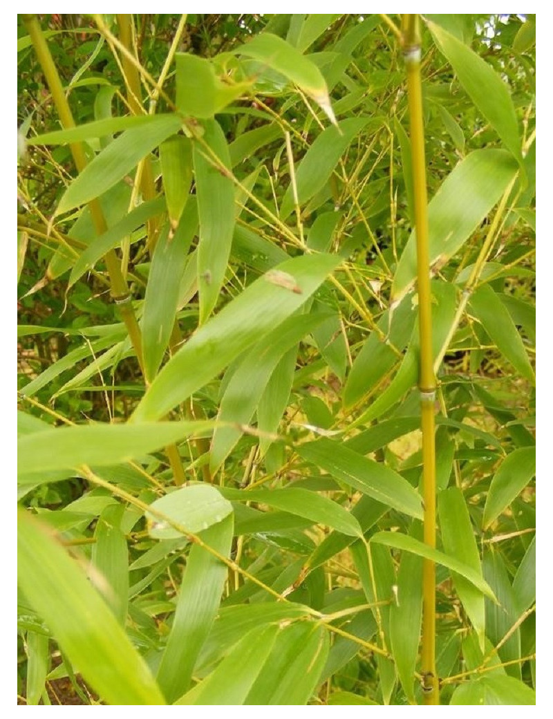 PHYLLOSTACHYS AUREA (Bambou doré)