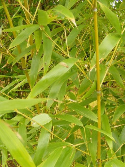 PHYLLOSTACHYS AUREA