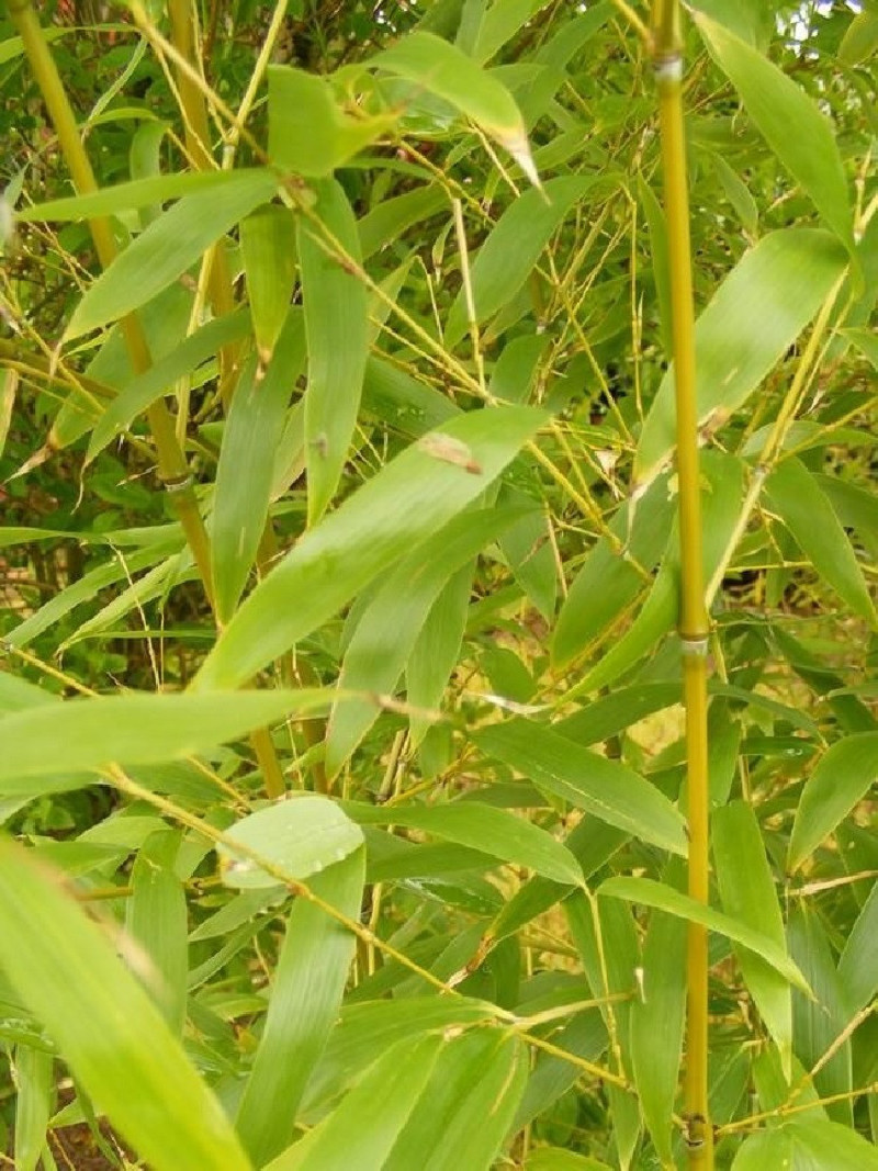 PHYLLOSTACHYS AUREA